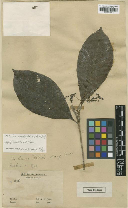 Meliosma simplicifolia (Roxb.) Walp. - BM000946974