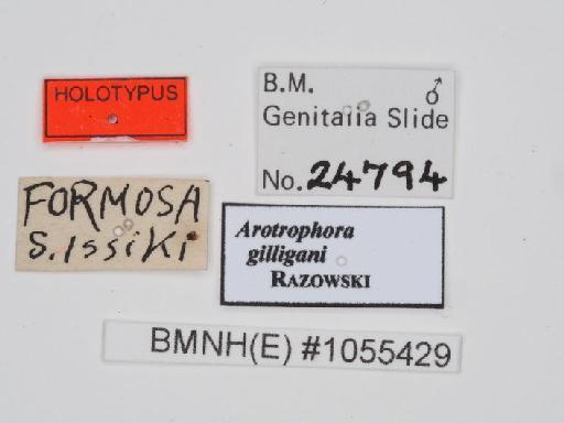 Arotrophora gilligani Razowski, 2009 - Arotrophora_gilligani_Razowski_2009_Holotype_BMNH(E)#1055429_image002