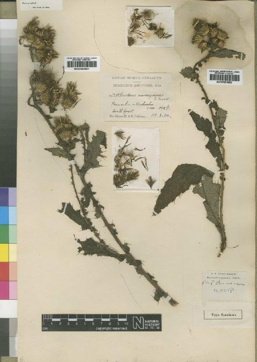 Carduus ruwenzoriensis Moore - BM000924822