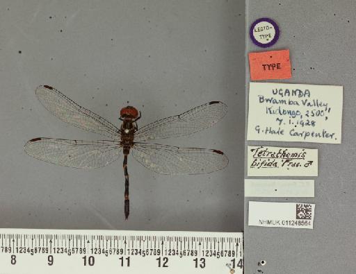 Tetrathemis bifida Fraser, 1941 - 011248564_Tetrathemis_bifida_T_labels