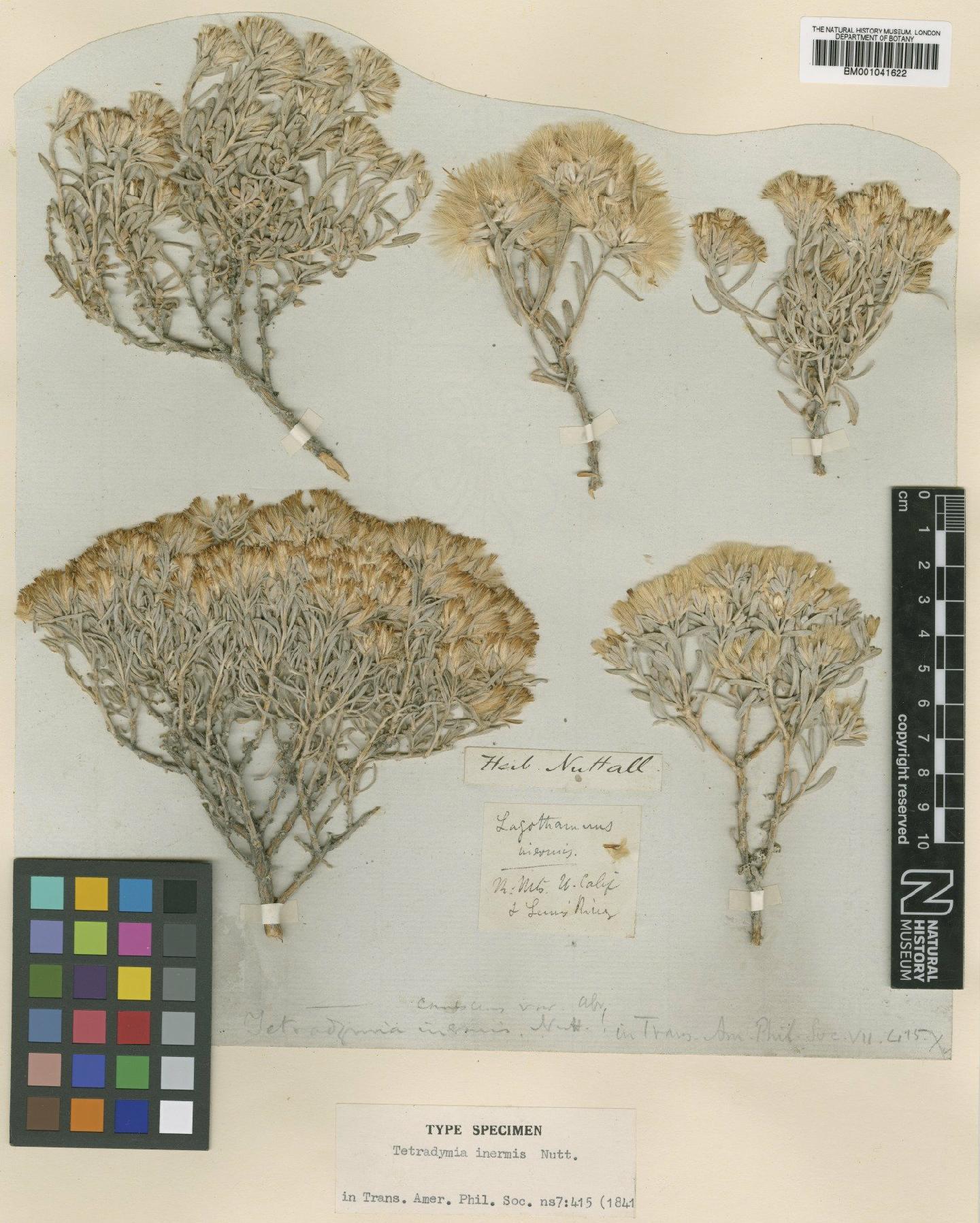 To NHMUK collection (Tetradymia canescens DC.; Type; NHMUK:ecatalogue:1185711)
