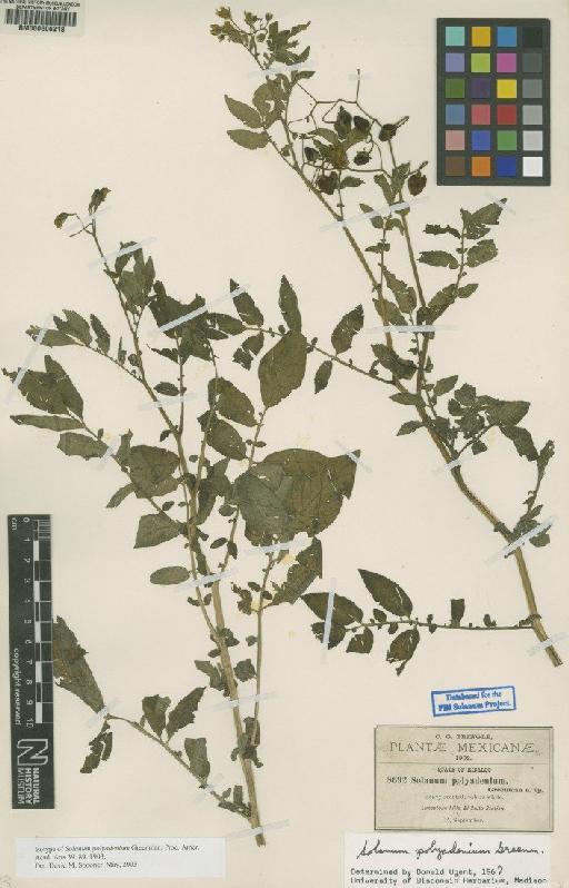 Solanum polyadenium Greenm. - BM000606218