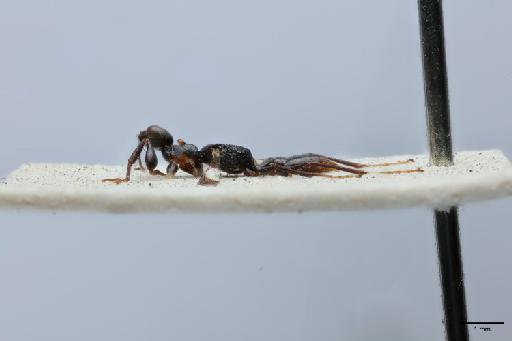 Neodryinus maculicornis (Cameron, P., 1888) - 012858896_Neodryinus maculicornis_HT_lateral_habitus
