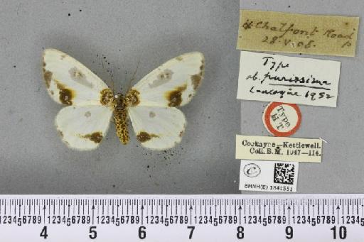 Abraxas sylvata ab. purissima Cockayne, 1952 - BMNHE_1841551_410301