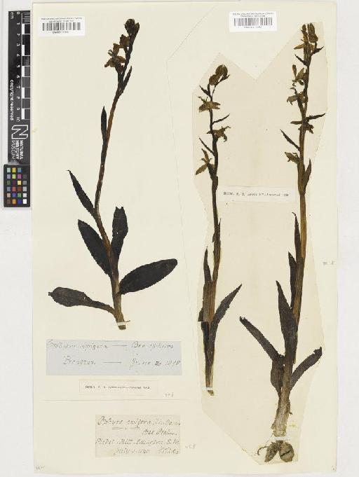 Ophrys apifera Huds. - BM001117051