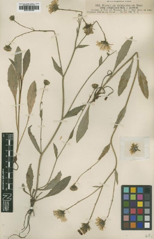 Hieracium chondrilloides subsp. subspeciosum Nägeli & Peter - BM001050592