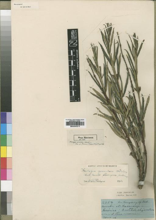 Fadogia graminea Wernham - BM000903518