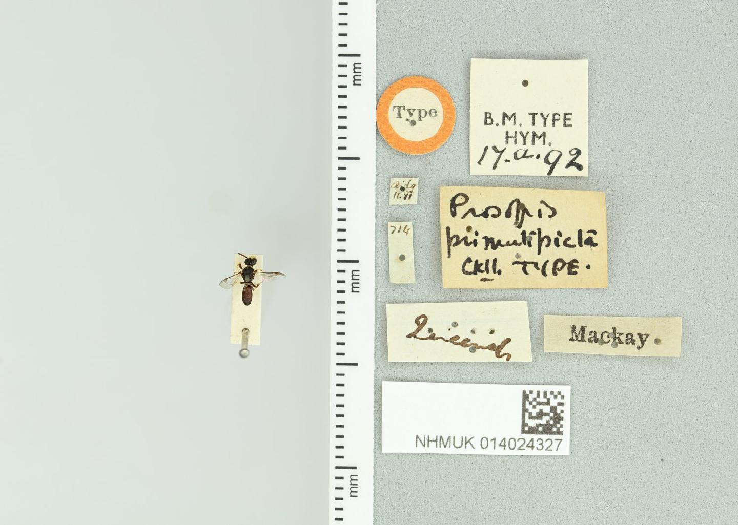 Hylaeus primulipictus
