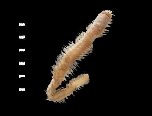Nereis indica Day,  1957 - Polychaete type specimen; Nereidae; 1961.16.23 view 2