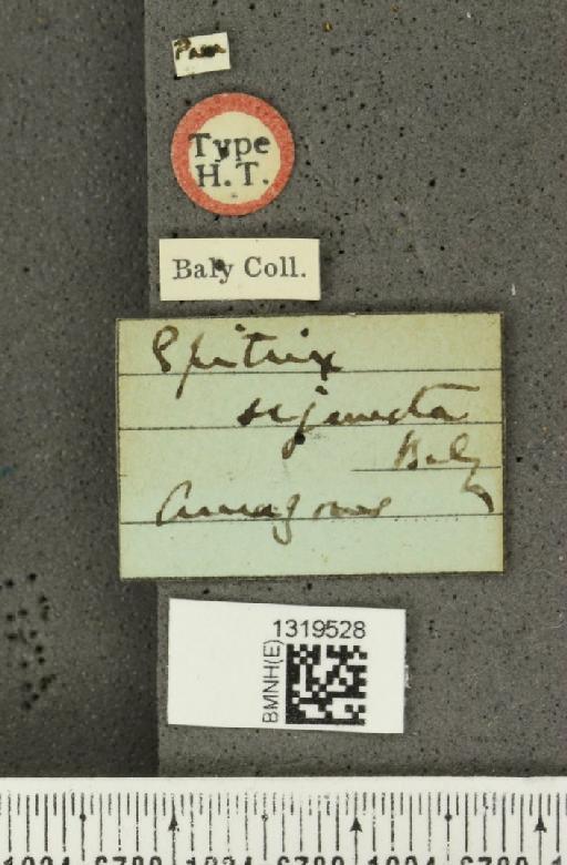 Epitrix sejuncta Baly, 1876 - BMNHE_1319528_label_25276