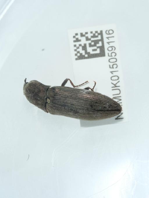 Actenicerus (Actenicerus) siaelandicus (Müller, O.F., 1764) - 015059116_3