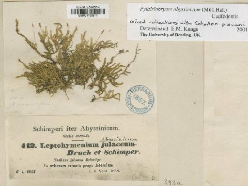 Pylaisiobryum abyssinicum (Müll.Hal.) Cufod. - BM001108511