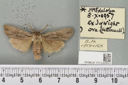 Lithophane leautieri hesperica Boursin, 1957 - NHMUK_011230550_632784