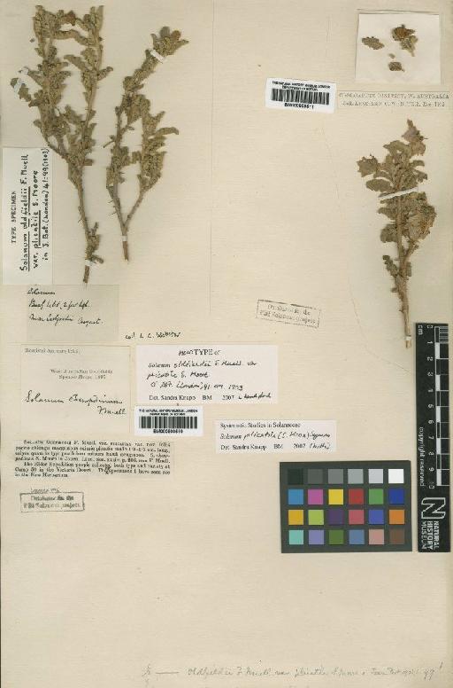 Solanum plicatile (S.Moore) Symon - BM000900511