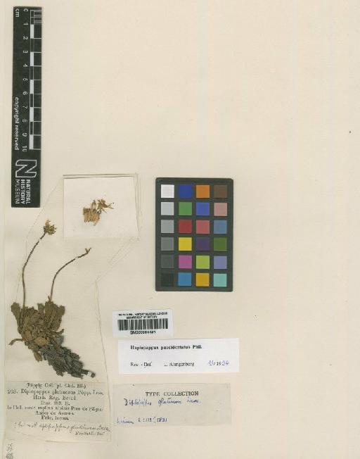 Haplopappus paucidentatus Philippi - BM000884431