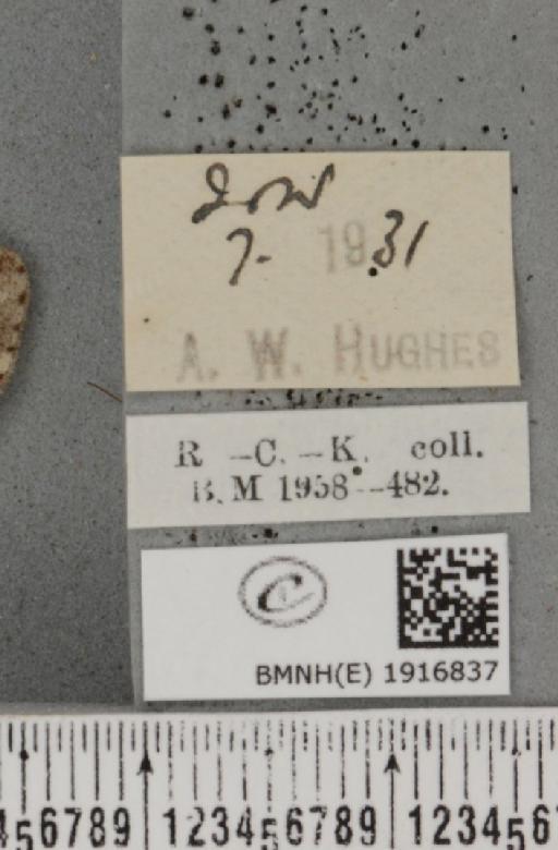 Ectropis crepuscularia (Denis & Schiffermüller, 1775) - BMNHE_1916837_label_480447