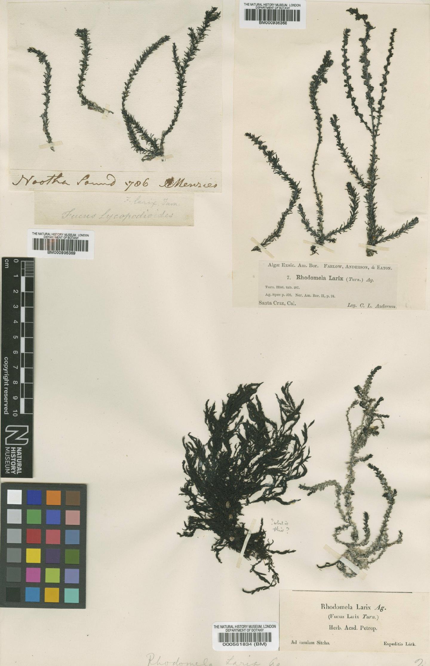 To NHMUK collection (Neorhodomela larix (Turner) Masuda; Syntype; NHMUK:ecatalogue:439594)