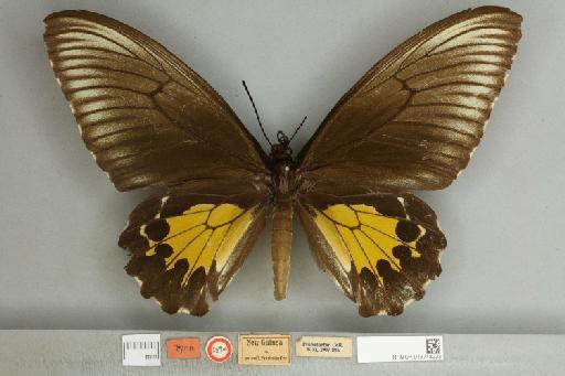 Troides oblongomaculatus papuensis (Wallace, 1865) - 013748232__599313