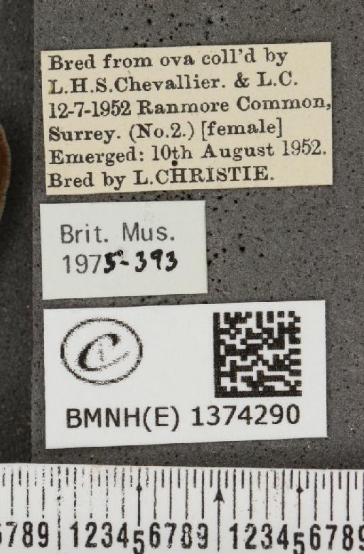 Lampides boeticus (Linnaeus, 1767) - BMNHE_1374290_label_167632