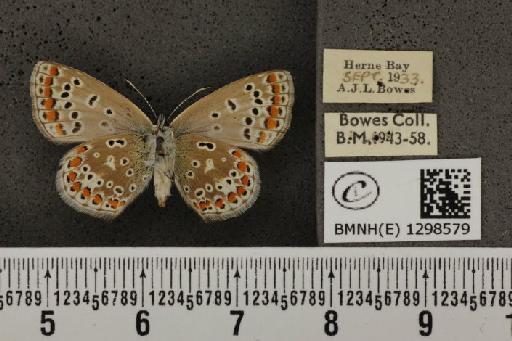 Polyommatus icarus icarus ab. costajuncta Tutt, 1910 - BMNHE_1298579_149301