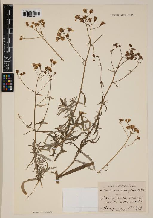 Senecio brasiliensis Less - 000917887