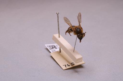 Colletes Latreille, 1802 - 013618768_additional_4