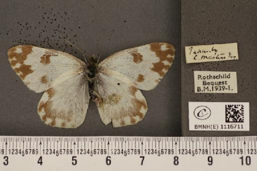 Pontia daplidice (Linnaeus, 1758) - BMNHE_1116711_a_68827