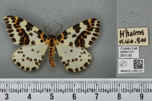 Abraxas grossulariata (Linnaeus, 1758) - BMNHE_1883303_439197