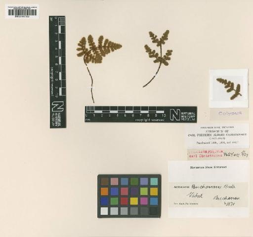 Notholaena inaequalis var. buchananii (Baker) comb. ined. - BM001067922