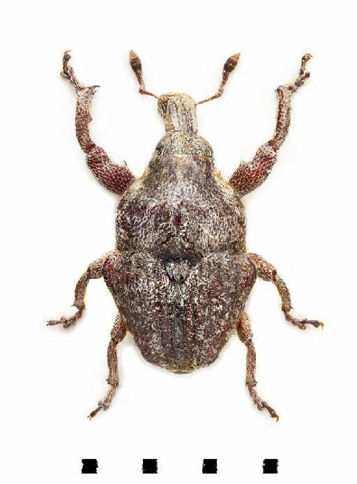 Trigonocolus vitticollis Marshall - Trigonocolus vitticollis-BMNH(E)1237665-dorsal colour