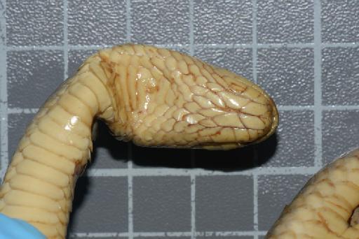 Helicops modestus Günther, 1861 - Image of specimen 1946.1.14.23