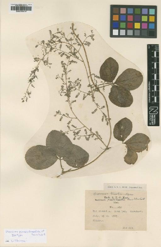 Dioscorea pseudotomentosa Prain & Burkill - BM000958192