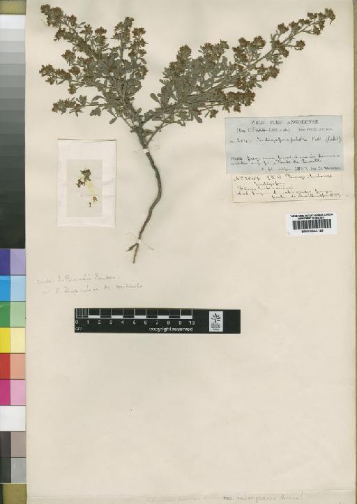 Indigofera pulchra Willd. - BM000843145
