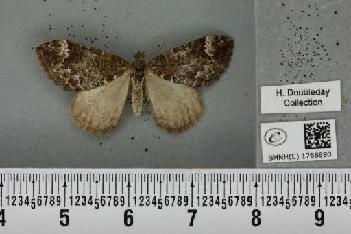 Dysstroma truncata truncata (Hufnagel, 1767) - BMNHE_1768890_349583