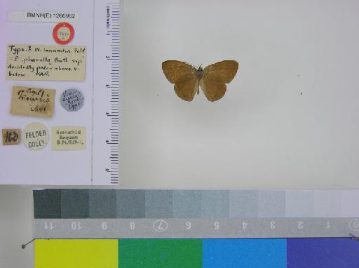 Euptychia innocentia Felder - BMNH(E)_1266962_Forsterinaria_(Euptychia)_innocentia_Felder & Felder_T_male_ (1)