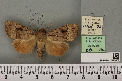 Amphipyra pyramidea (Linnaeus, 1758) - NHMUK_010479472_571335