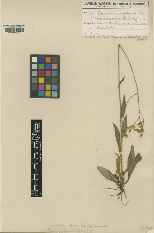 Hieracium tauschii subsp. wagnerianum Zahn - BM000648201