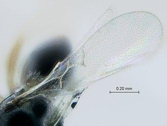 Apocharips trapezoidea (Hartig, T., 1841) - 970526_Apocharips_trapezoides_BMNH_wings_330