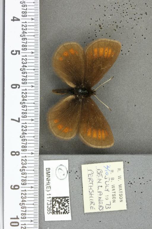 Erebia epiphron mnemon f. scotica Cooke, 1943 - BMNHE_1173265_29254