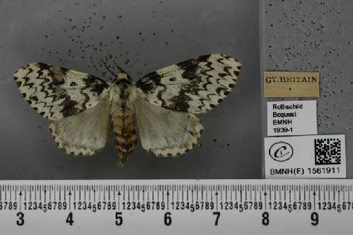 Lymantria monacha (Linnaeus, 1758) - BMNHE_1561911_251610