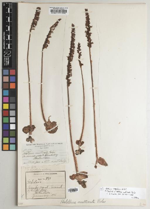 Holothrix scopularia Rchb.f. - BM000076221