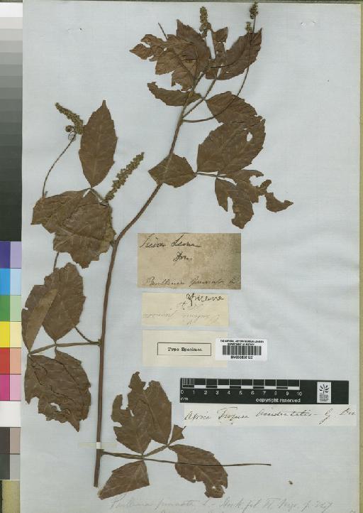 Paullinia pinnata L. - BM000838123