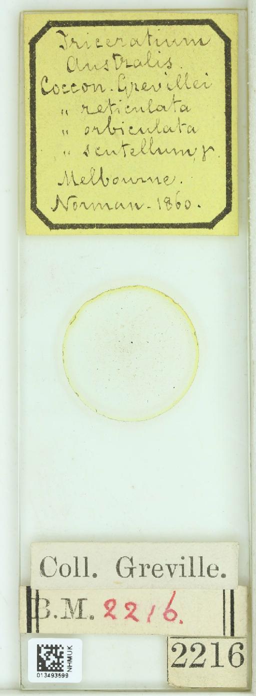 Cocconeis orbiculata Norman - 013493599_242067_4514084-NonType
