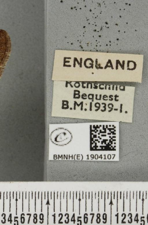 Agriopis leucophaearia (Denis & Schiffermüller, 1775) - BMNHE_1904107_label_463234