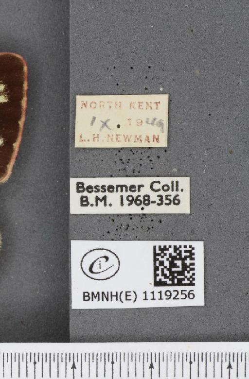 Colias croceus f. helice Hübner, 1779 - BMNHE_1119256_label_75740