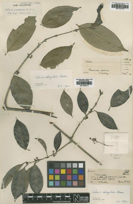 Salacia oblongifolia Blume - BM000838734