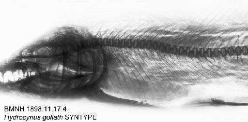 Hydrocynus goliath Boulenger, 1898 - BMNH 1898.11.17.4 - Hydrocynus goliath SYNTYPE Radiograph (Head and abdomen)