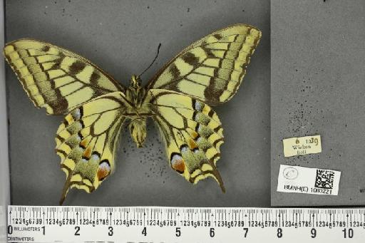 Papilio machaon britannicus Seitz, 1907 - BMNHE_1080221_69624