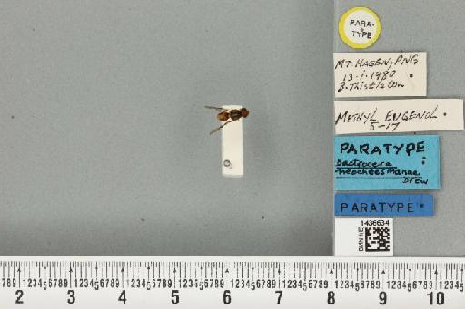 Bactrocera (Apodacus) neocheesmanae Drew, 1989 - BMNHE_1436634_30737