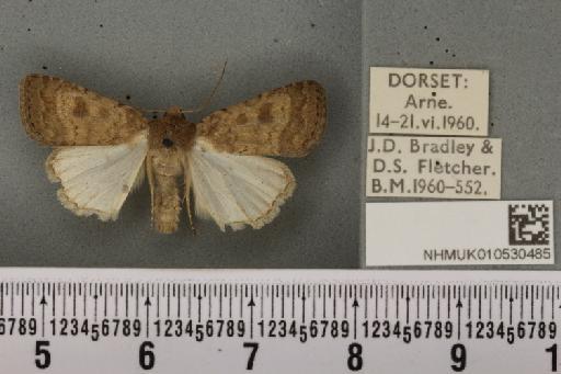 Caradrina morpheus (Hufnagel, 1766) - NHMUK_010530485_584548